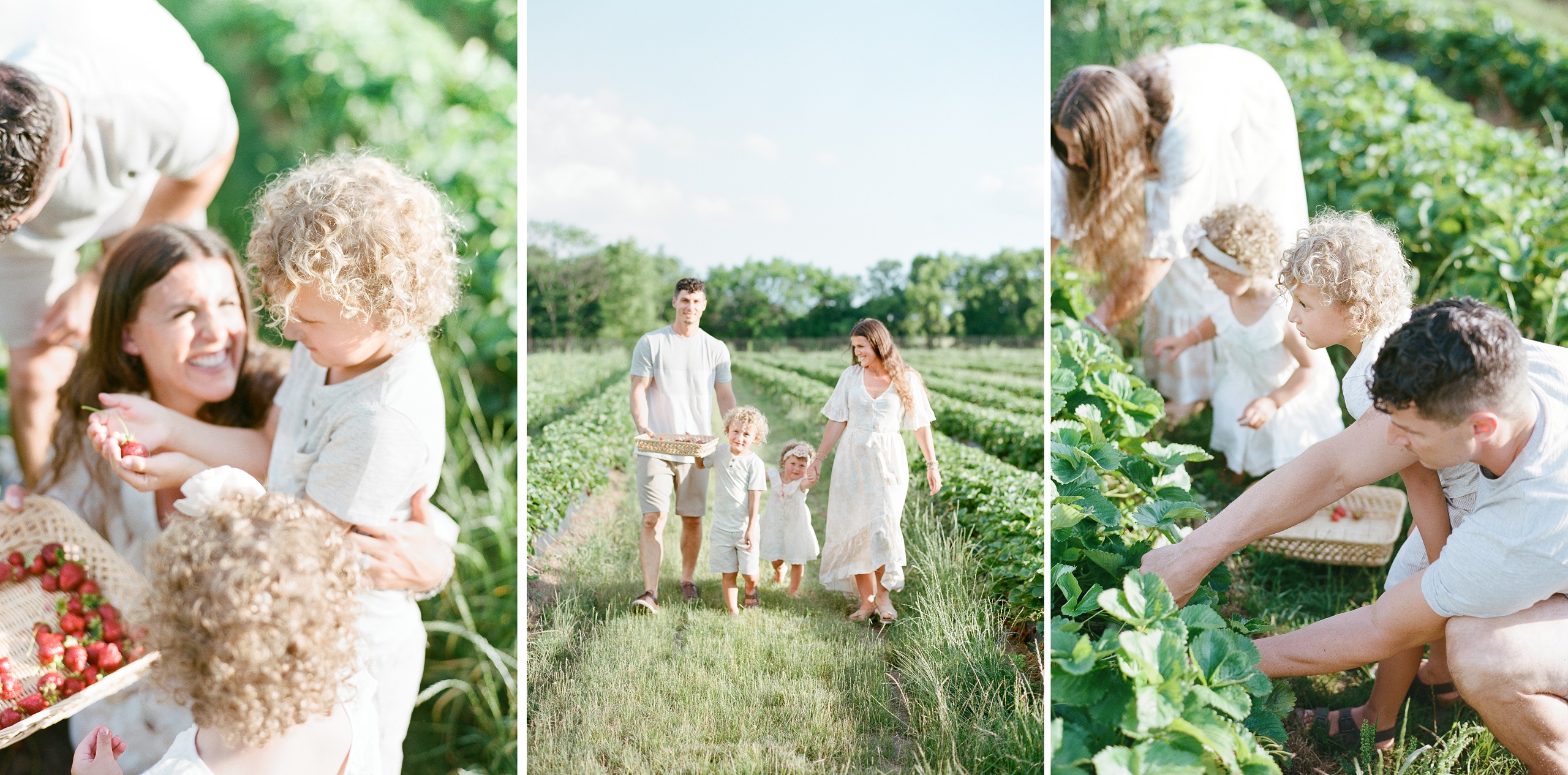 Kansas City Summer family photos picking strawberries KC family photographer Kansas City family photographer strawberry patch