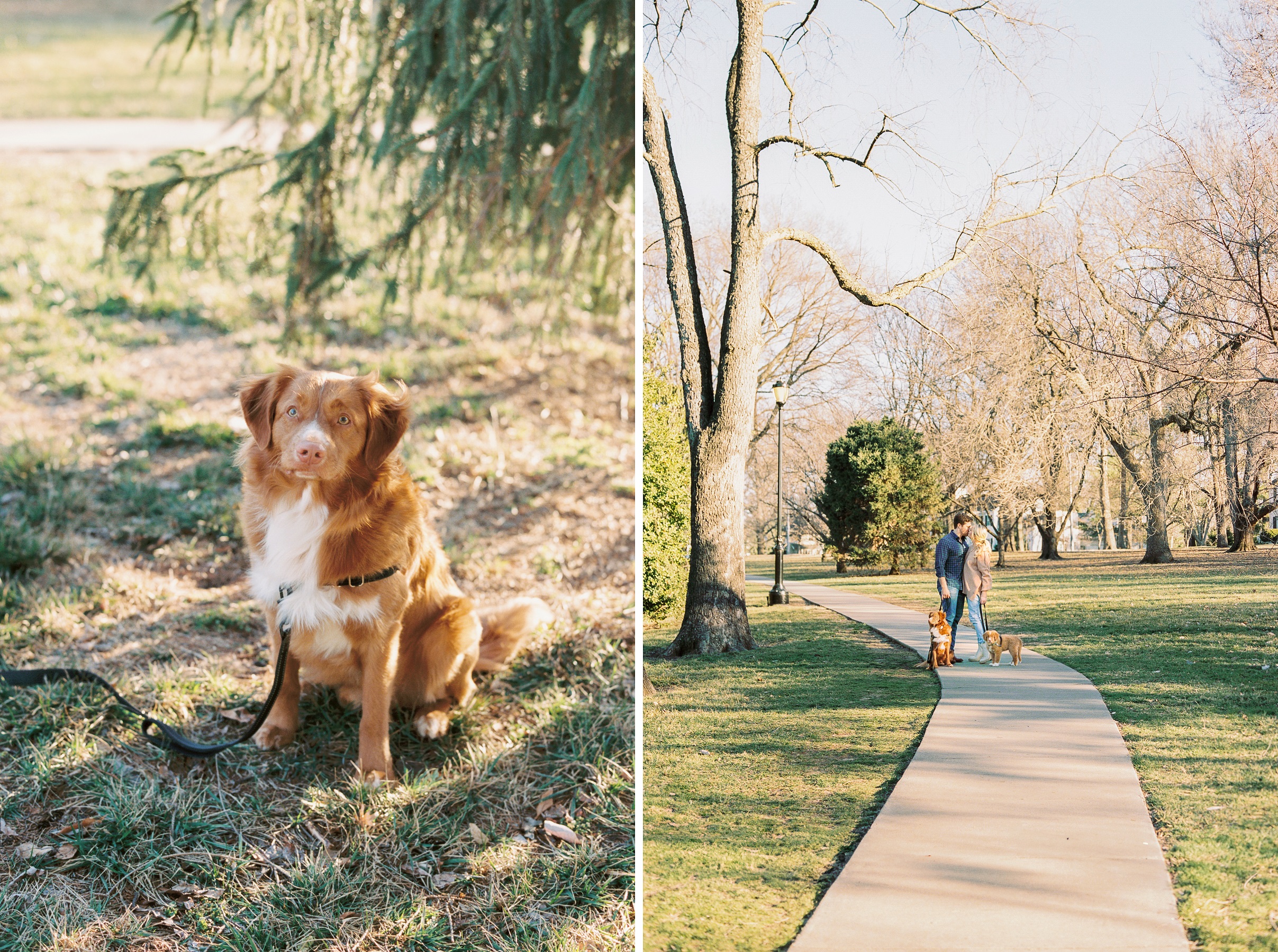 5 - Kansas City Spring Family photos with two Nova Scotia duck tolling retrievers